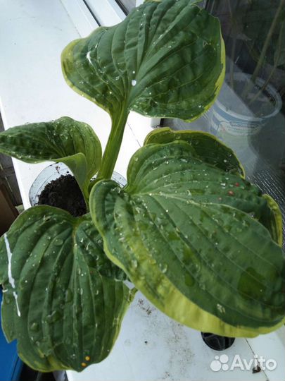 Цветы на улицу