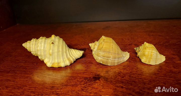 Морские ракушки