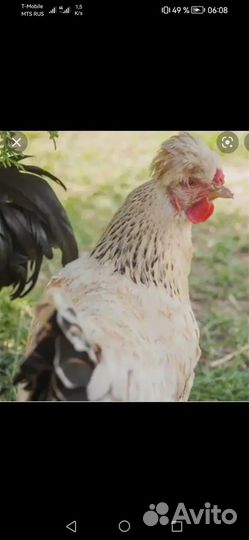 Навоз куриный