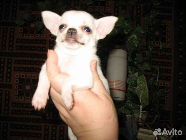 Чихуахуа гладко и длинношерстные, высокопородные