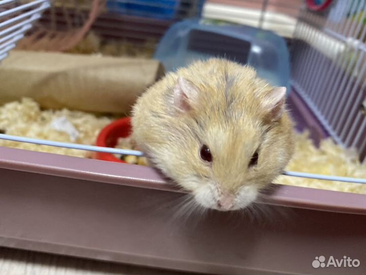 Хомяк джунгарский,Клетка,лабиринт, ванна с песком