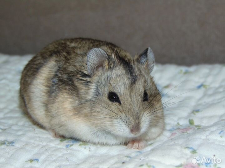 Карликовые хомячки. Хомяки кэмпбелла