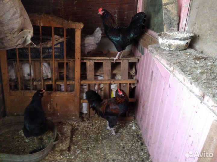 Молодые петухи