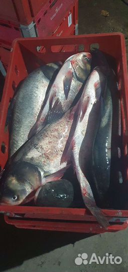 Рыба оптом и в розницу