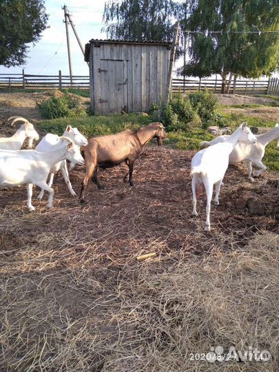 Козы на мясо