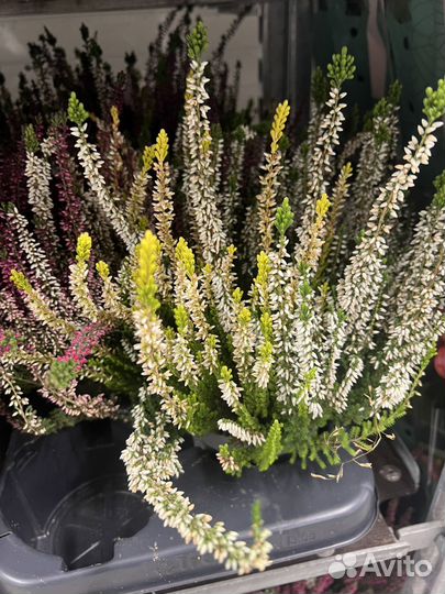 Вереск Каллуна для дома и офиса