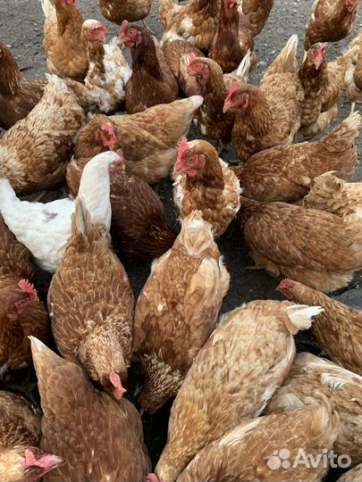 Куры несушки