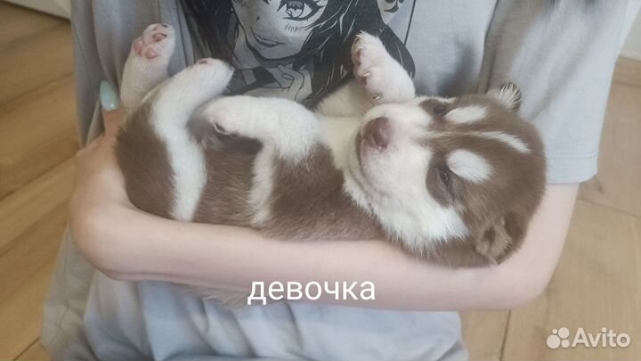 Щенки сибирской хаски