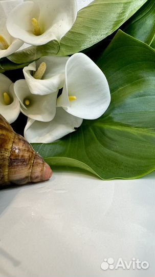 Улитки архахатины