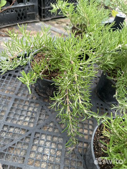 Розмарин ампельный