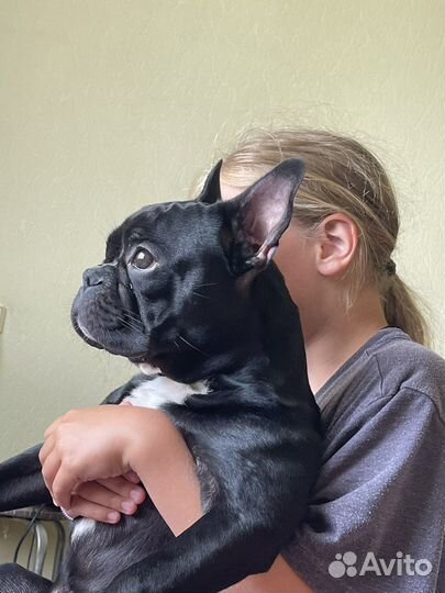 Французский бульдог вязка