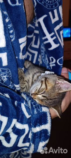 Кошка в дар