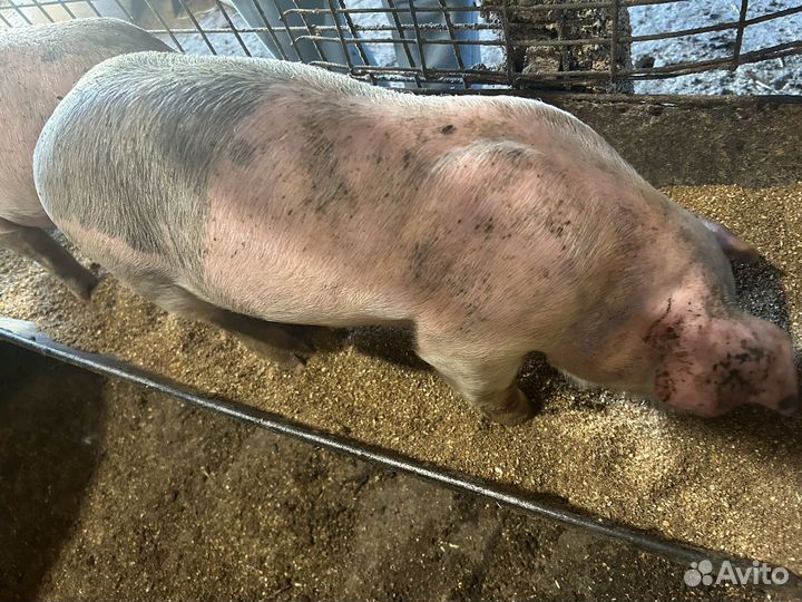 Поросята Ландрас