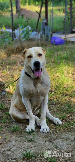 Среднеазиатская овчарка