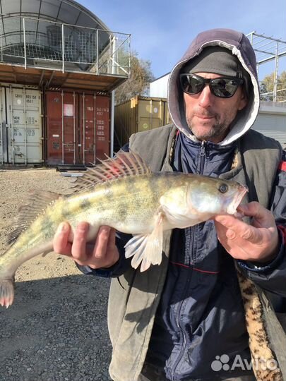 Рыбалка с гидом на Иваньковском водохранилище