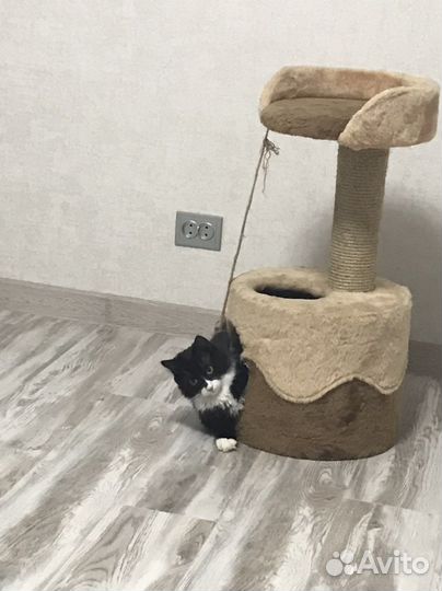 Домик для кошки с когтеточкой бу