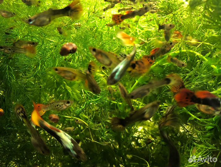 Аквариумные рыбки Гуппи