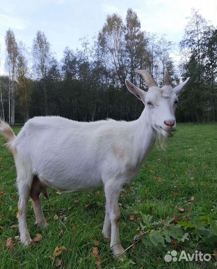 Зааненская дойная коза и козочка