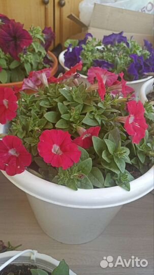 Петунья навесные