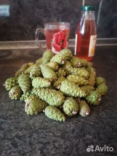 Шишка зеленая сосновая