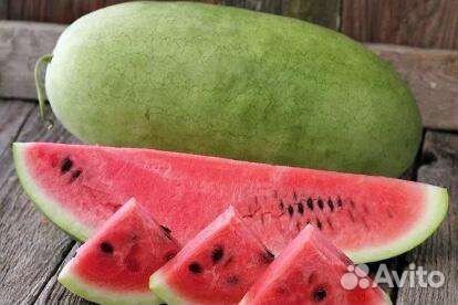Арбузы опт второй сбор