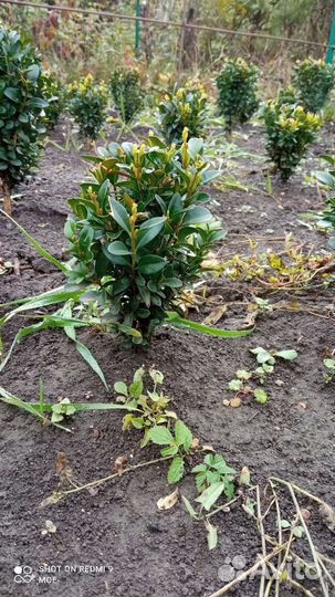 Самшит, буксус