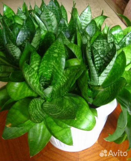 Сансевиерия ханни