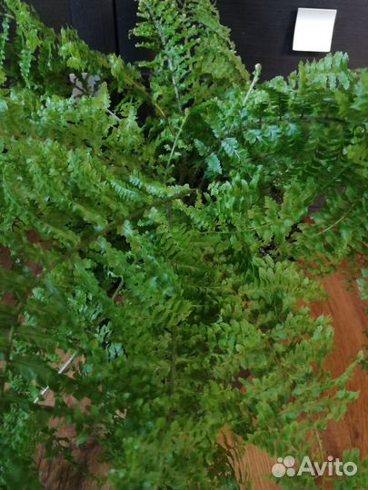 Папоротник комнатный