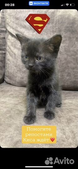 Котенок девочка папы британца