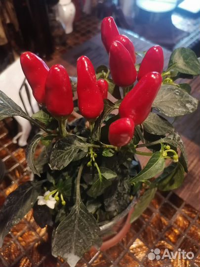 Перец огонек