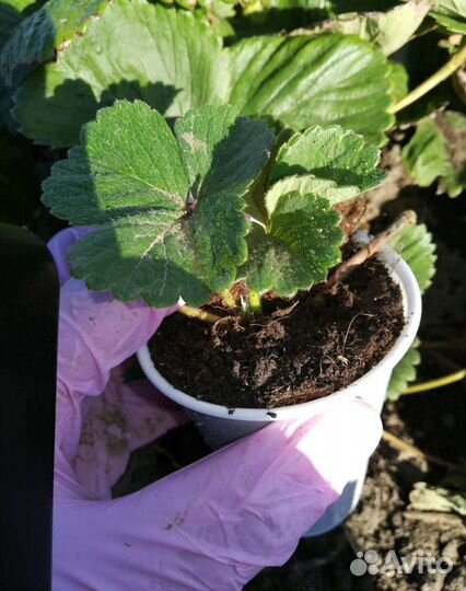 Рассада зкс клубники