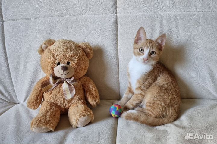 Рыжий котенок мальчик