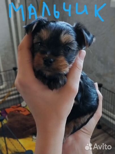 Йоркширский терьер