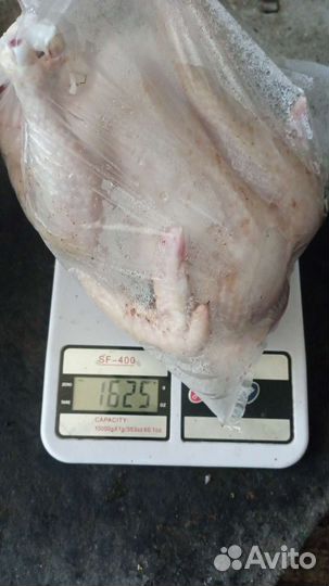 Мясо бройлера