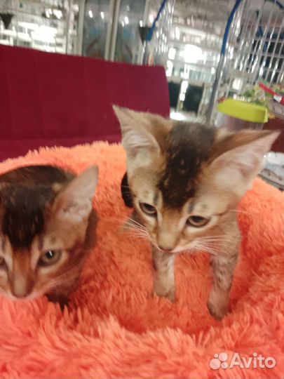 Кошка Чаузи