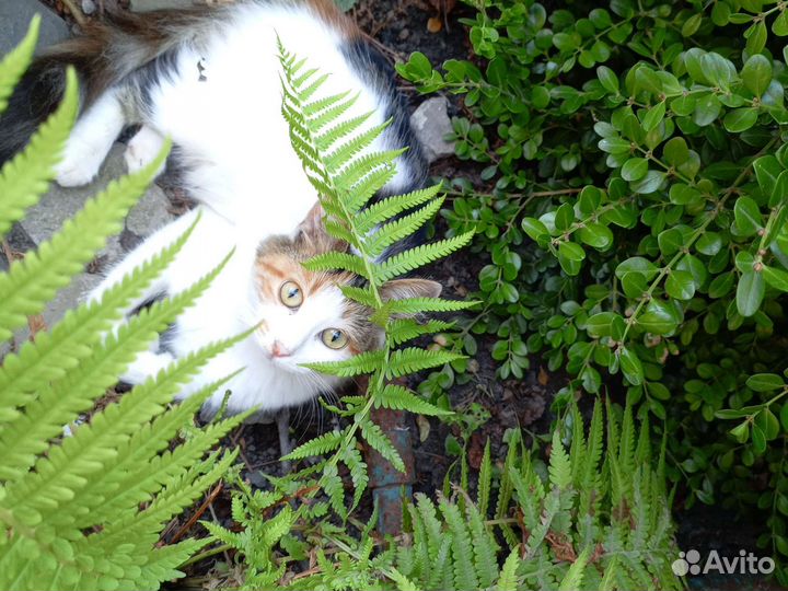 Кошка в добрые руки