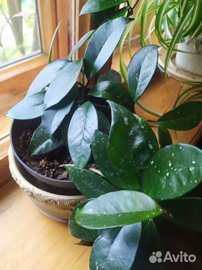 Комнатные растения