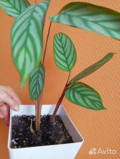 Калатея ктенанта