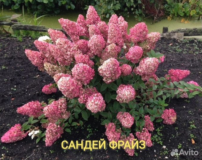 Гортензии метельчатые