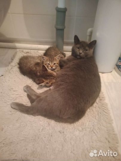 Отдам котят в добрые руки