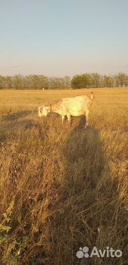 Козы нубийские