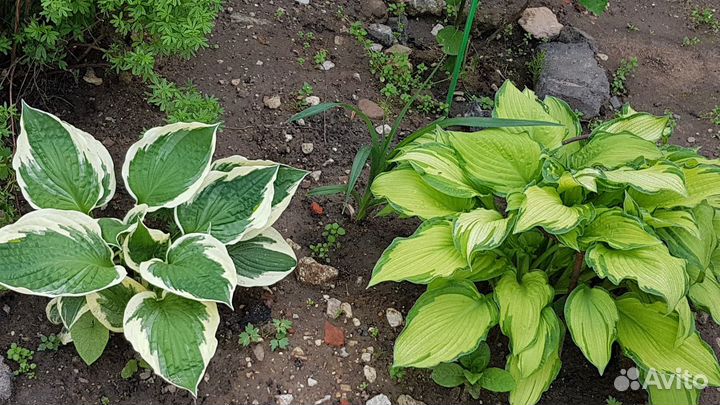 Хоста (разные сорта, 10 видов)