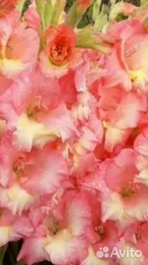 Гладиолусы (луковицы )