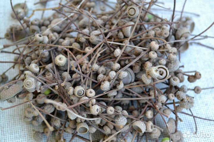 Желуди миниатюрные