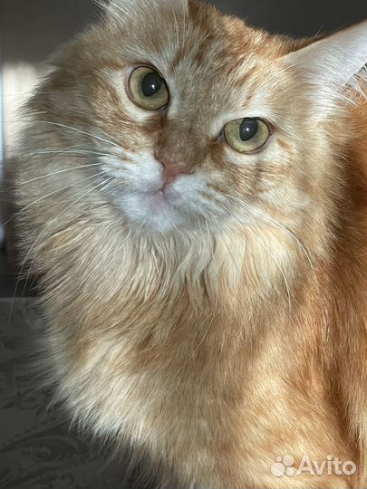 Отдам кота в добрые руки