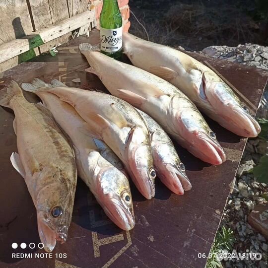 Услуги егеря рыбалка и охота