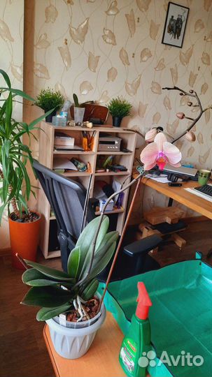 Орхидея фаленопсис