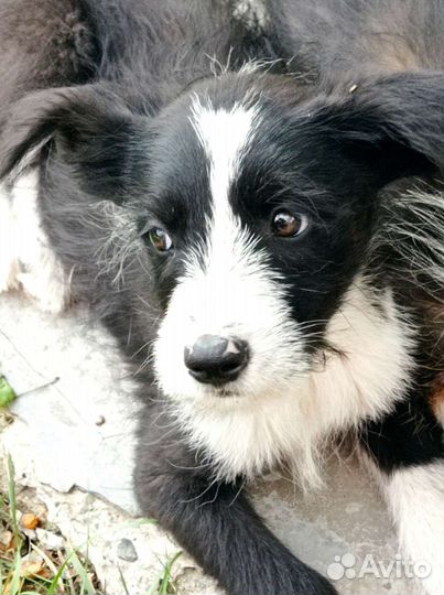 Собаки бесплатно в добрые руки щенки