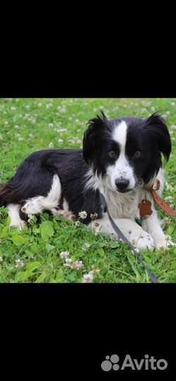 Ферзик ищет дом собака в добрые руки