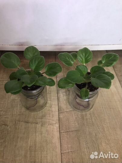 Фиалка химера DS-Лавандовая сказка